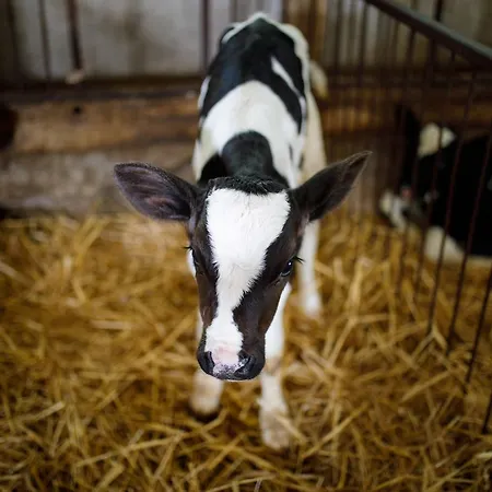 Vakantieboerderij Carovane Compiano