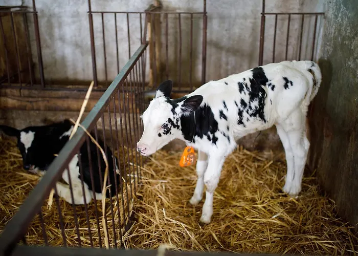 Carovane Farm stay Compiano