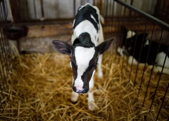 Lantgård Carovane Compiano