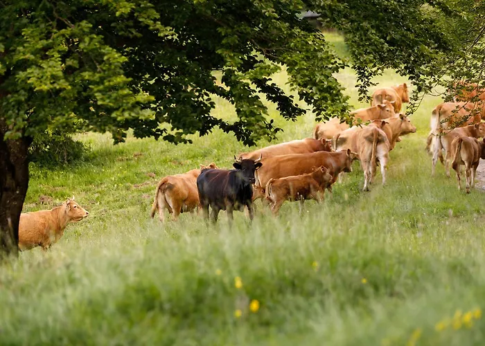 Carovane Farm stay *